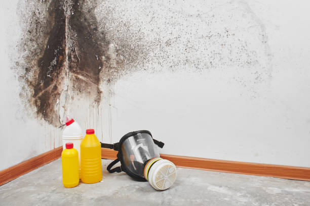 Professional Mold Remediation in Minot, ND
