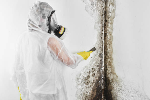 Best DIY Mold Remediation Support Services in Minot, ND