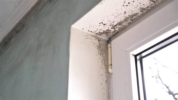Best Residential Mold Remediation in Minot, ND