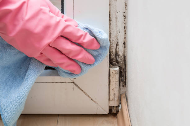 Best Insurance-Related Mold Remediation in Minot, ND