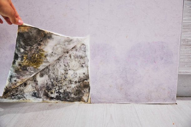 Best Industrial Mold Remediation in Minot, ND